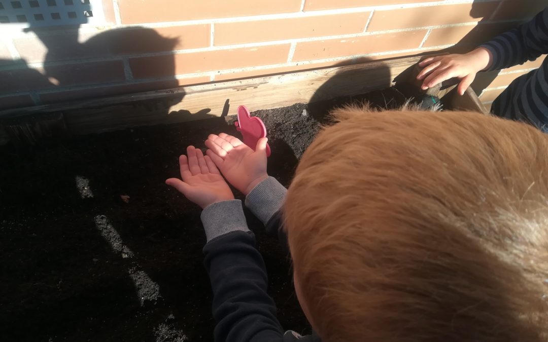 Plantem maduixeres a P5